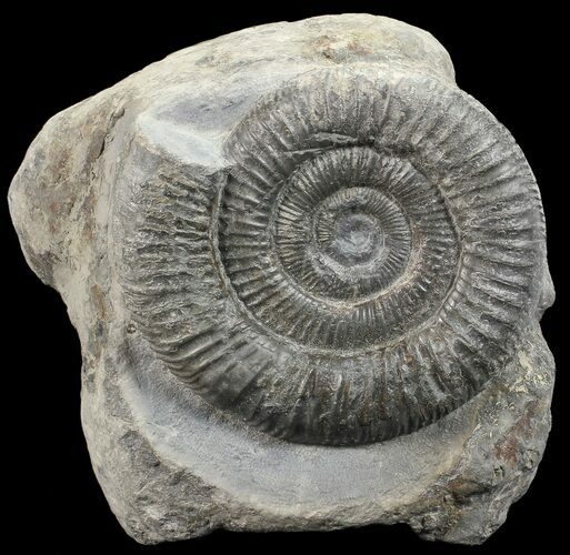 Dactylioceras Ammonite Stand Up - England #68146